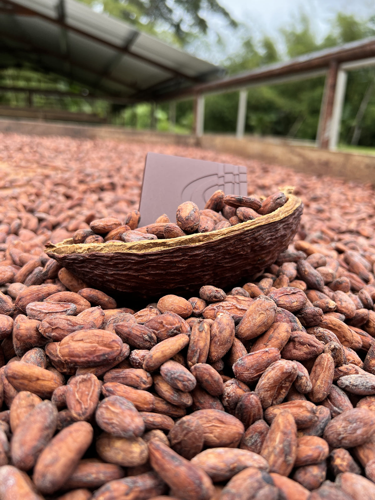Cocoa beans with a piece of chocolate on top, set against a background of more cocoa beans.