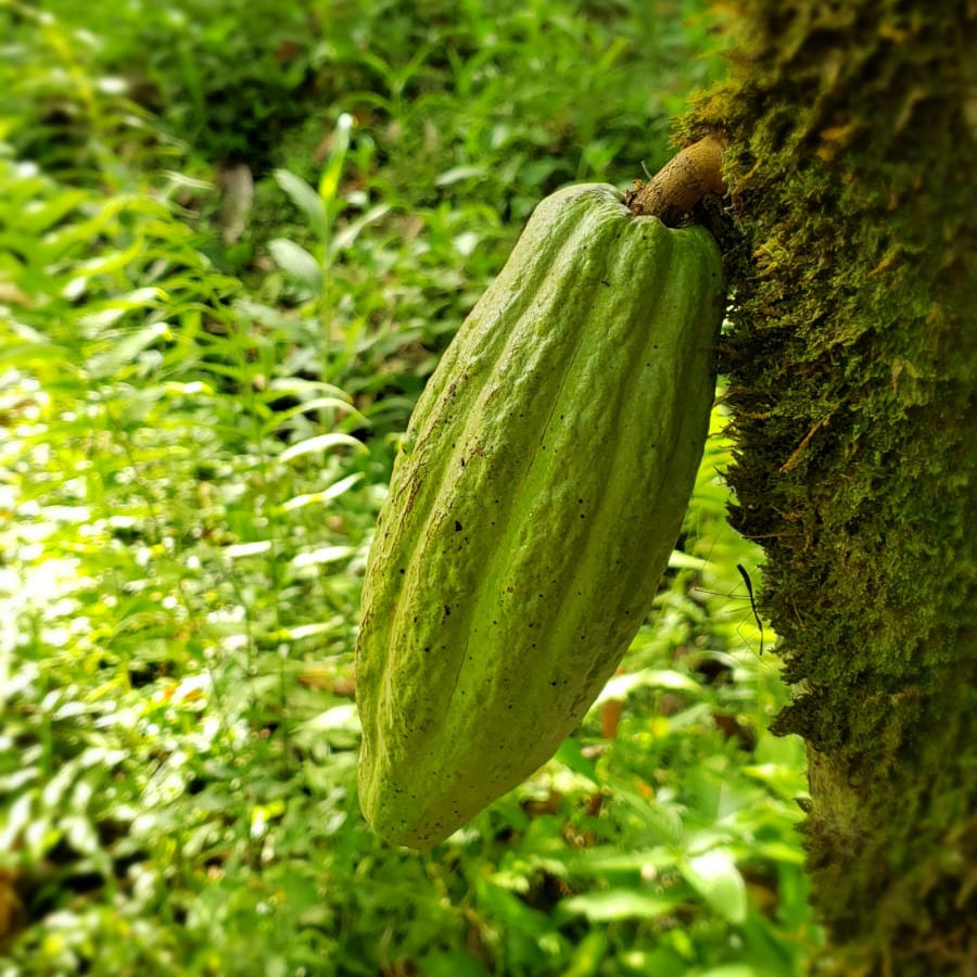 Kairi 70% Dark Chocolate | Tree to Bar Single Estate Vegan Chocolate from Trinidad