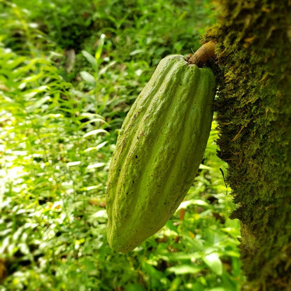 Kairi 70% Dark Chocolate | Tree to Bar Single Estate Vegan Chocolate from Trinidad